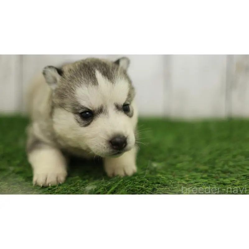 販売中の三重県のシベリアンハスキー-452691の3枚目