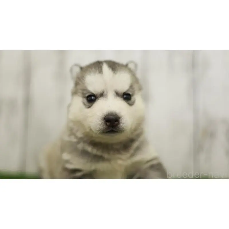 販売中の三重県のシベリアンハスキー-452691の2枚目