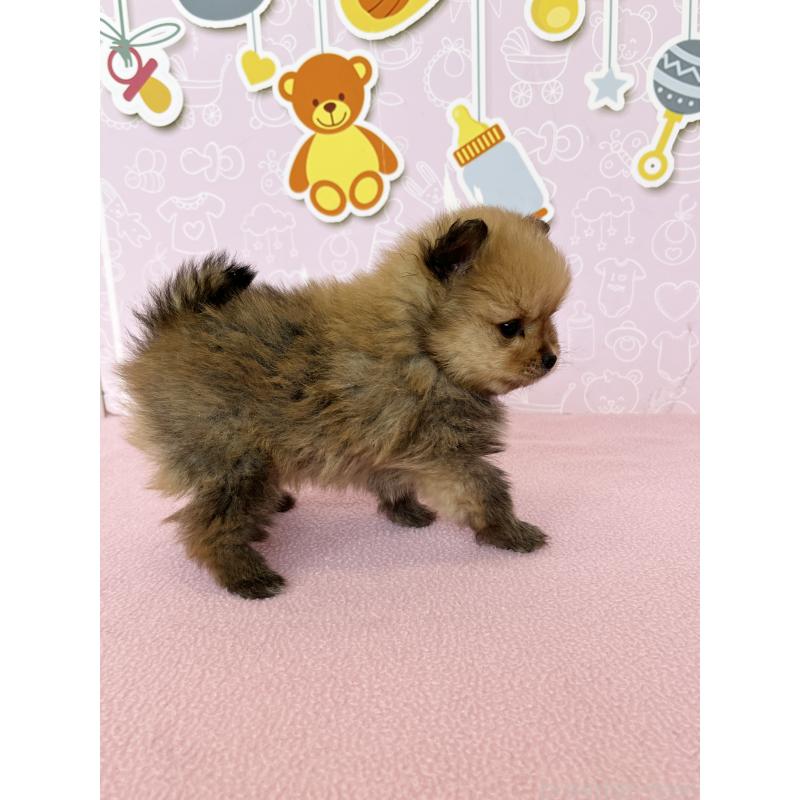 販売中の東京都のポメラニアン-452702の4枚目