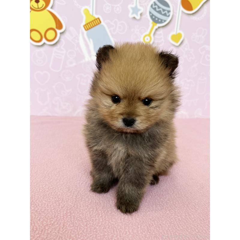 販売中の東京都のポメラニアン-452702の3枚目