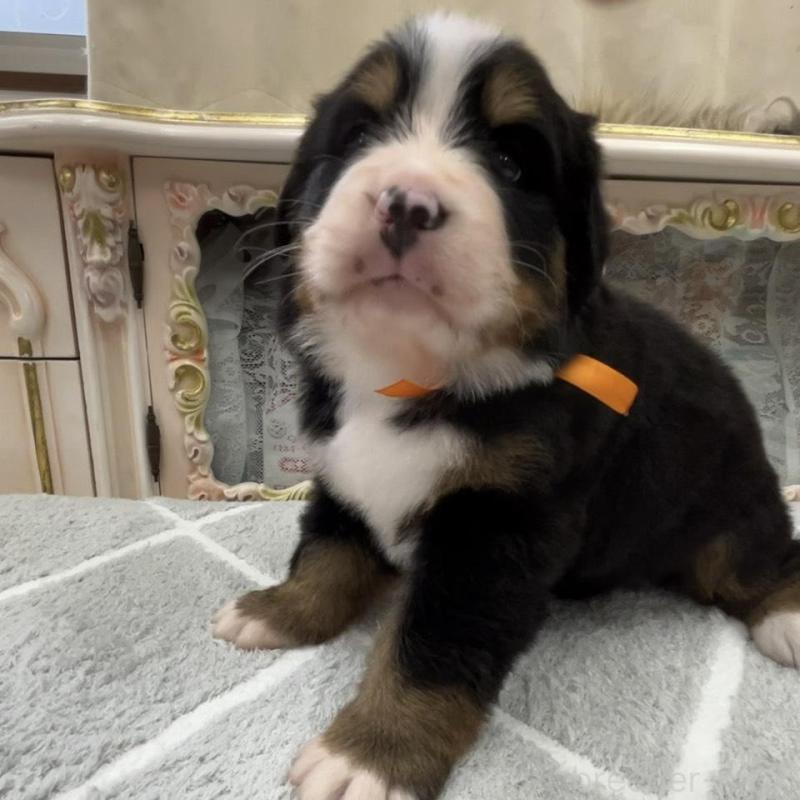 販売中の愛知県のバーニーズマウンテンドッグ-452694の8枚目