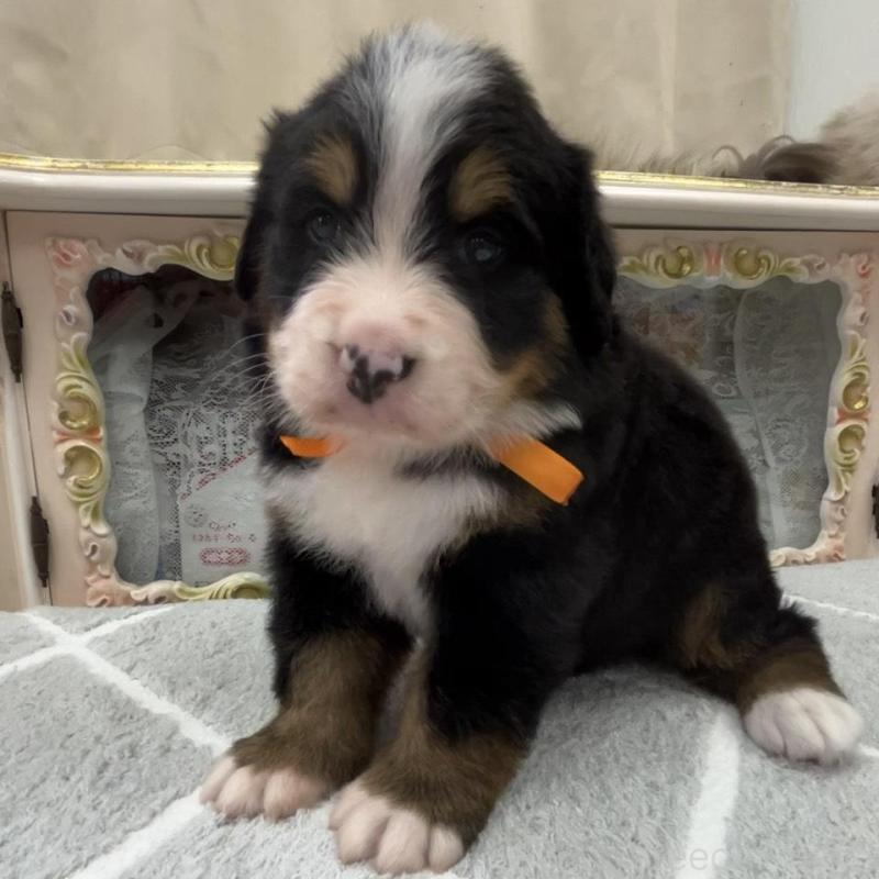 販売中の愛知県のバーニーズマウンテンドッグ-452694の6枚目