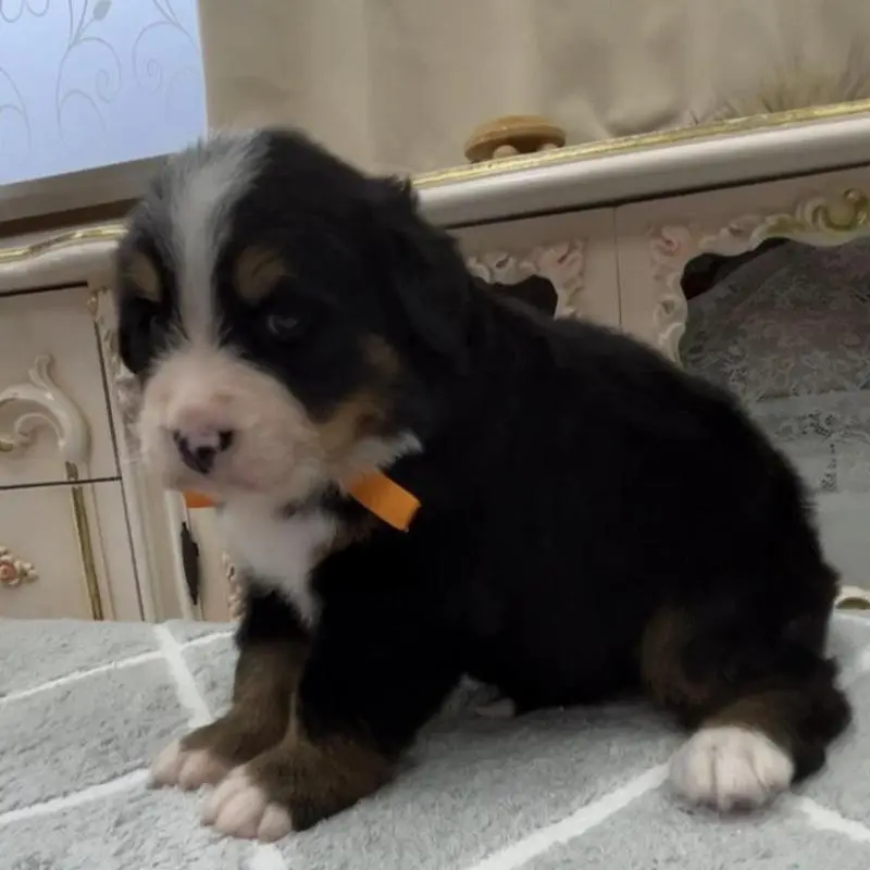 販売中の愛知県のバーニーズマウンテンドッグ-452694の5枚目