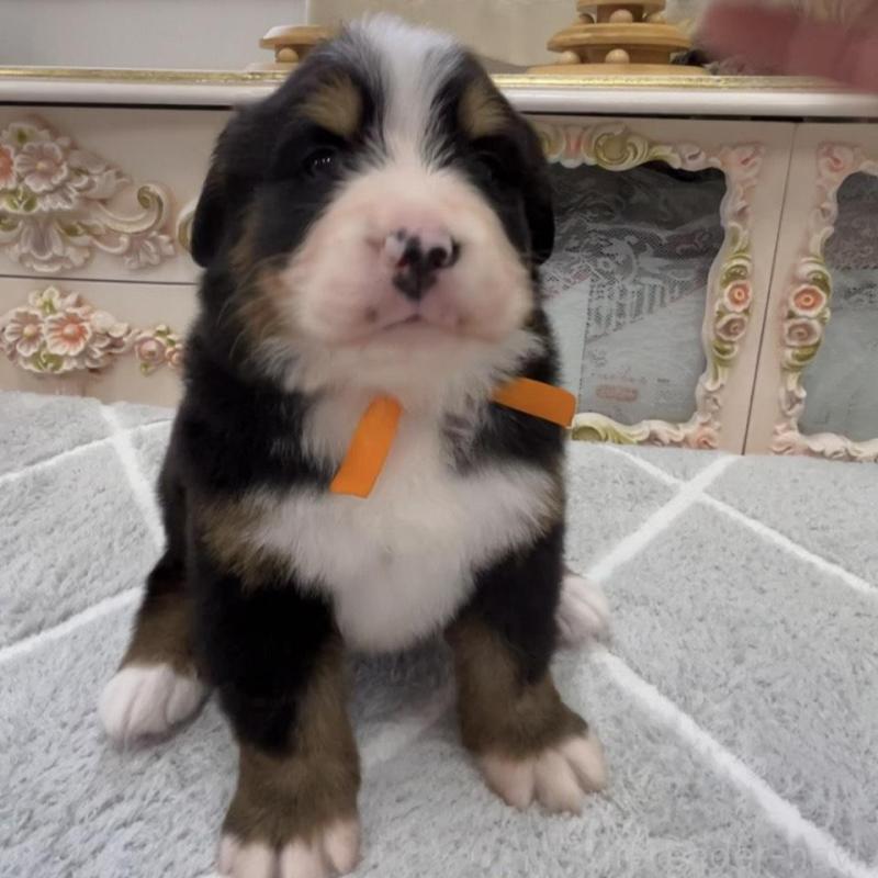 販売中の愛知県のバーニーズマウンテンドッグ-452694の2枚目