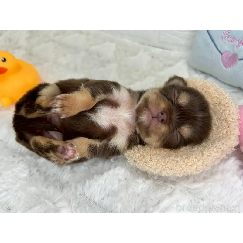 販売中の茨城県のチワワ(スムースコート)-452723の8枚目