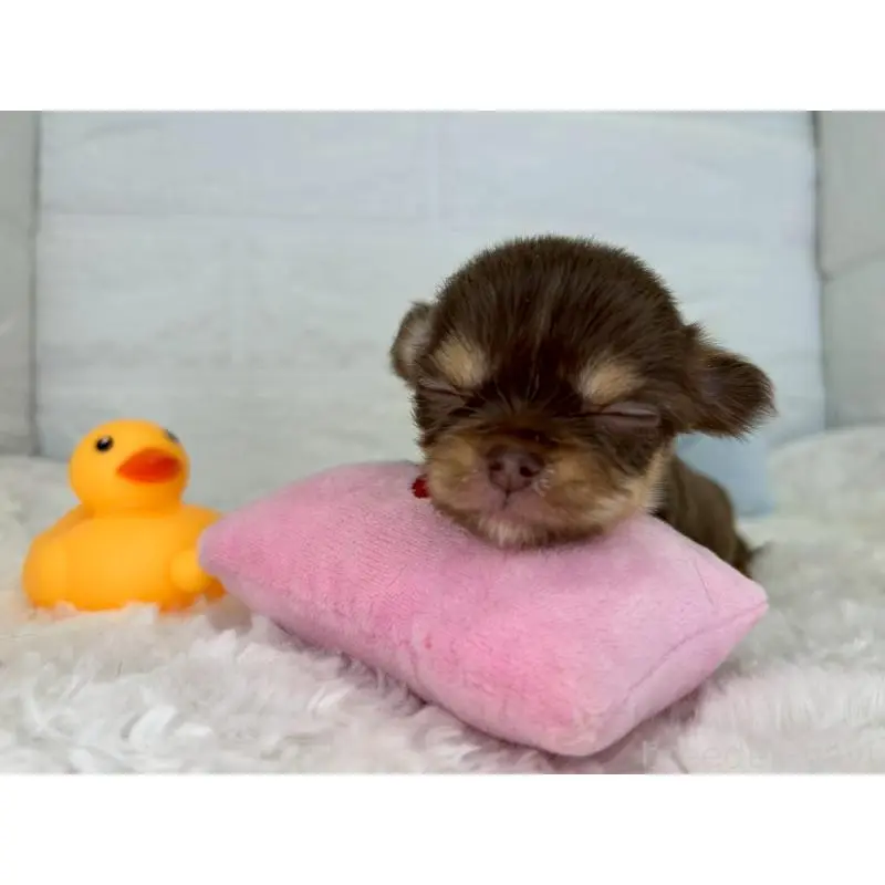 販売中の茨城県のチワワ(スムースコート)-452723の7枚目