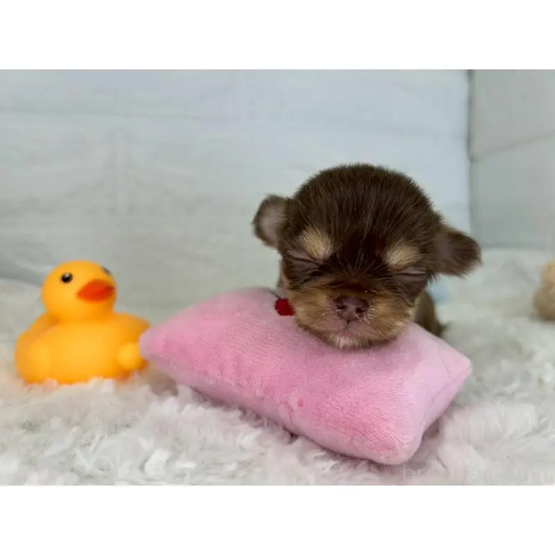 販売中の茨城県のチワワ(スムースコート)-452723の6枚目