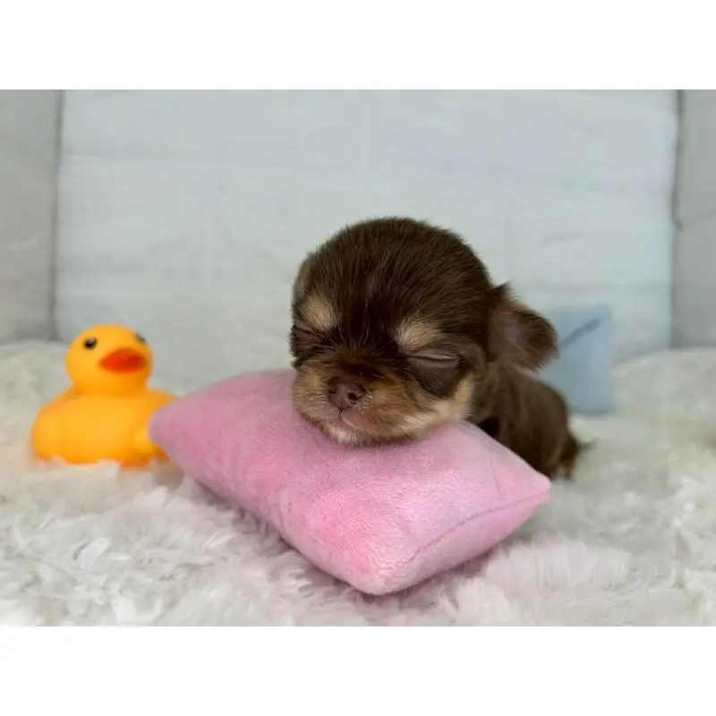 販売中の茨城県のチワワ(スムースコート)-452723の5枚目