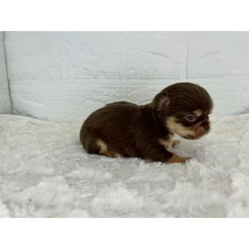 販売中の茨城県のチワワ(スムースコート)-452723の3枚目