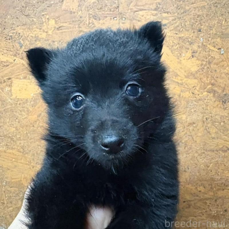 販売中の千葉県のスキッパーキ-452700の4枚目