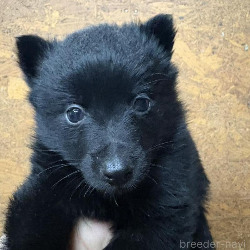 販売中の千葉県のスキッパーキ-452700の3枚目