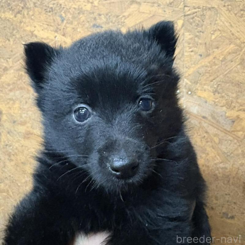 販売中の千葉県のスキッパーキ-452700の2枚目