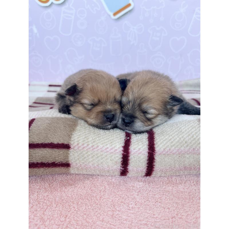 販売中の東京都のポメラニアン-452705の10枚目