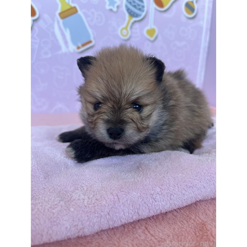 販売中の東京都のポメラニアン-452705の8枚目