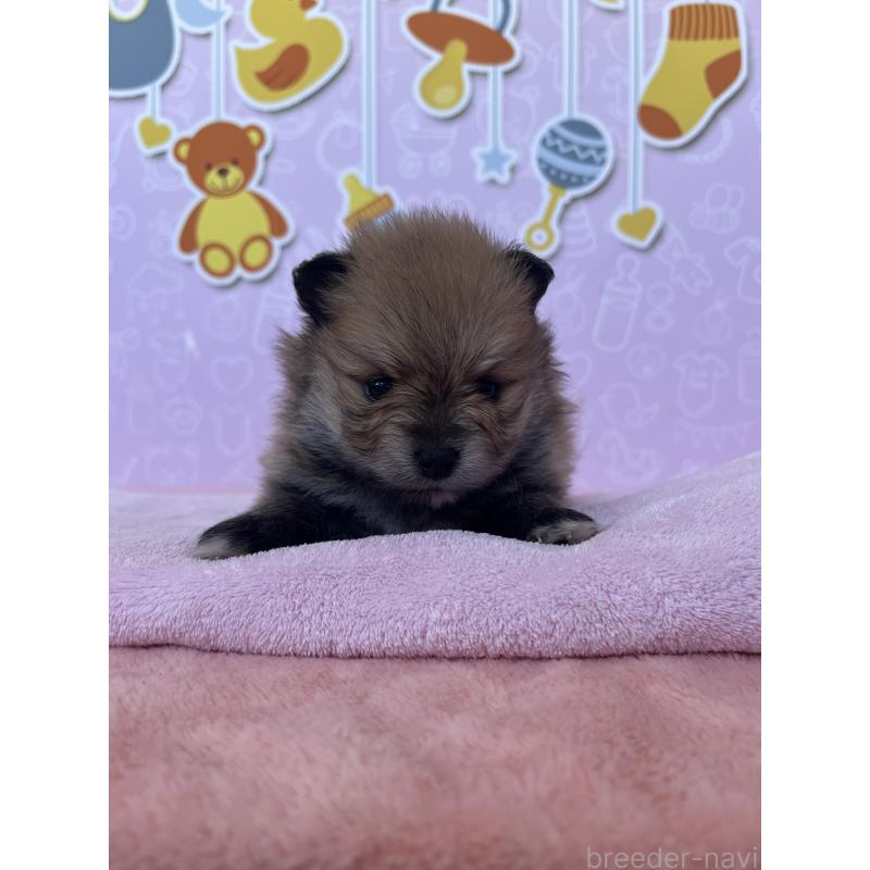 販売中の東京都のポメラニアン-452705の7枚目