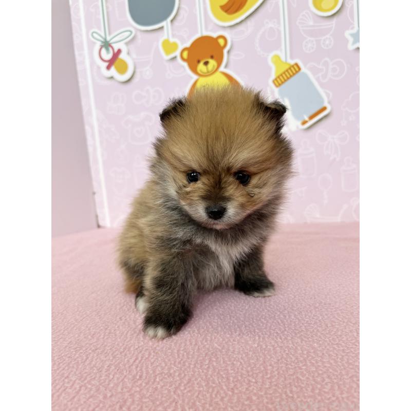 販売中の東京都のポメラニアン-452705の6枚目