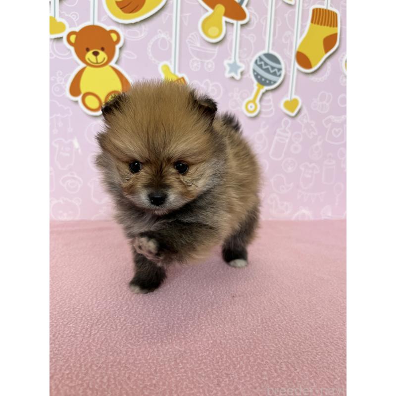 販売中の東京都のポメラニアン-452705の5枚目