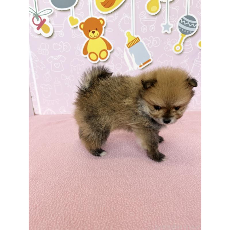 販売中の東京都のポメラニアン-452705の4枚目