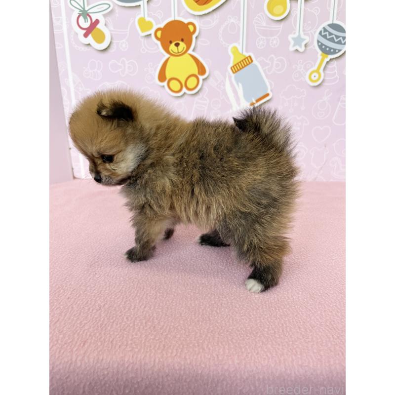 販売中の東京都のポメラニアン-452705の3枚目