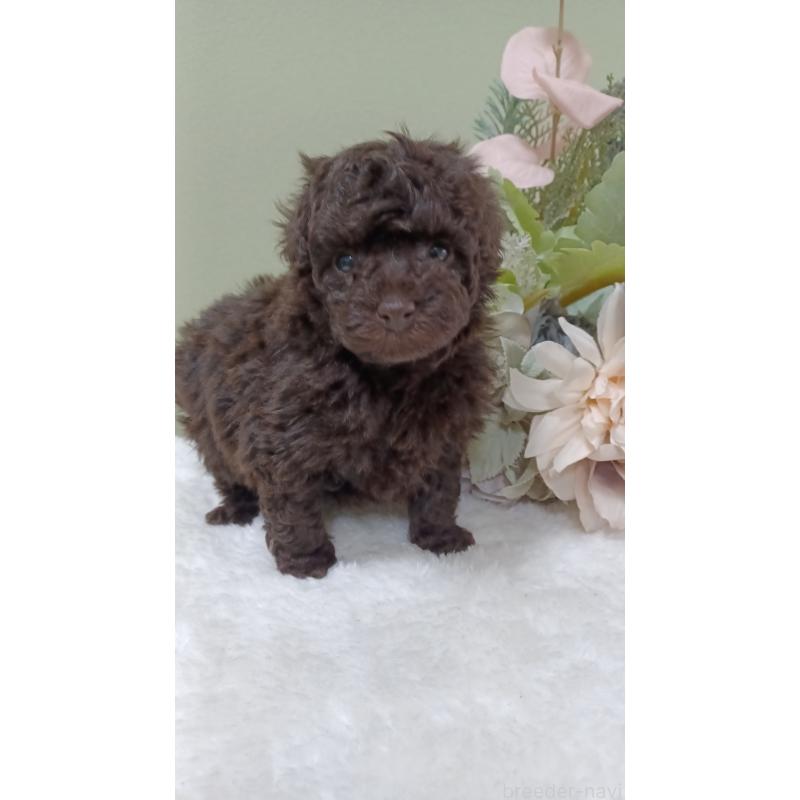 販売中の大阪府のトイプードル-452706の4枚目