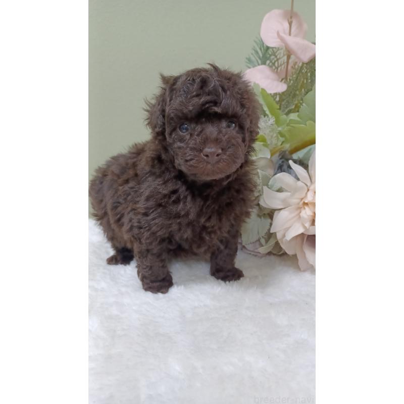 販売中の大阪府のトイプードル-452706の2枚目