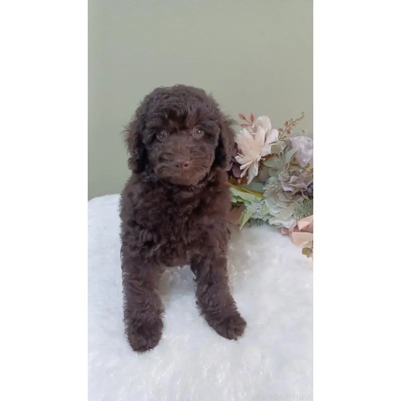 販売中の大阪府のトイプードル-452707の6枚目