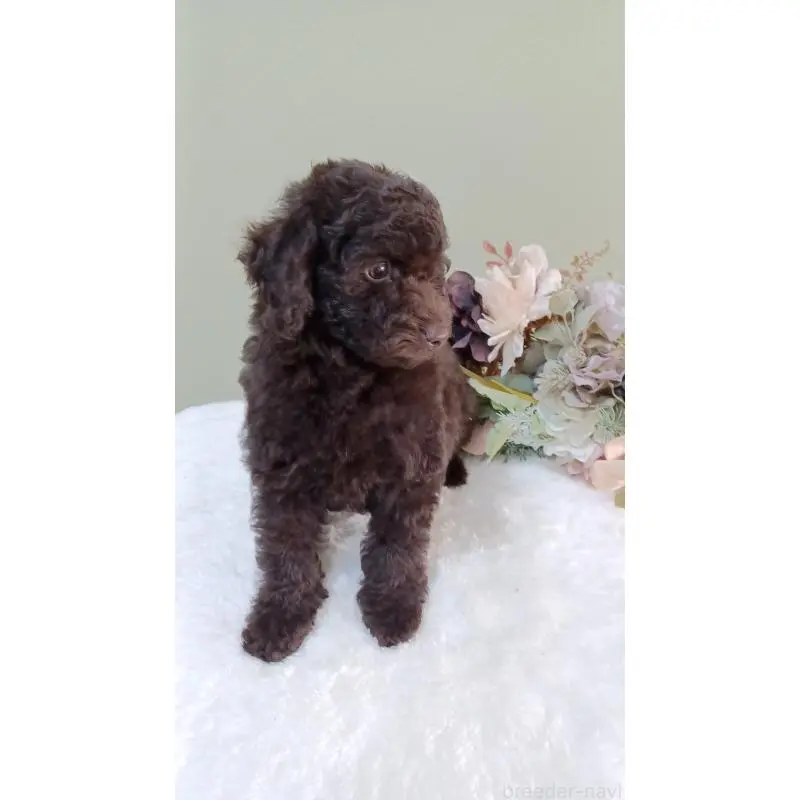 販売中の大阪府のトイプードル-452707の5枚目