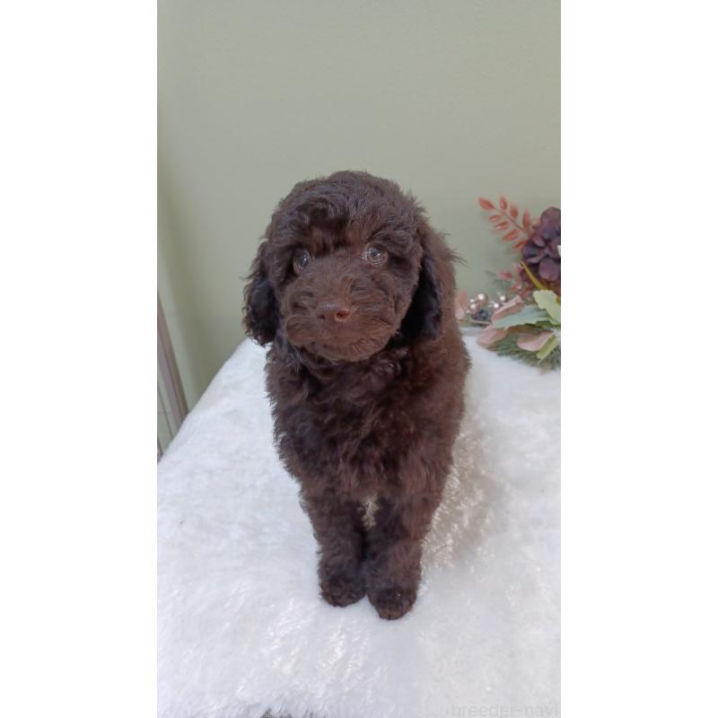 販売中の大阪府のトイプードル-452707の3枚目