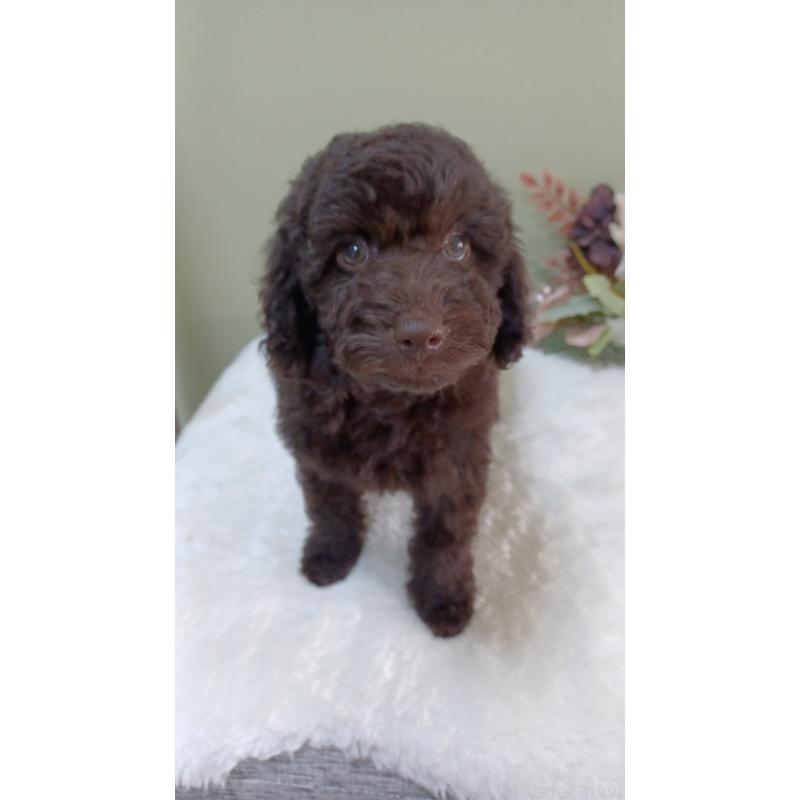 販売中の大阪府のトイプードル-452707の2枚目