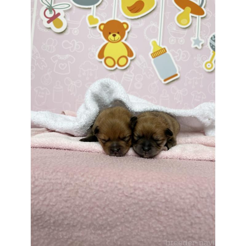 販売中の東京都のポメラニアン-452702の2枚目