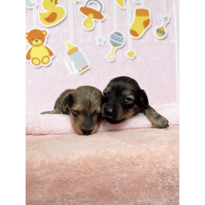 販売中の東京都のミニチュアダックスフンド(ロングヘアード)-452715の8枚目