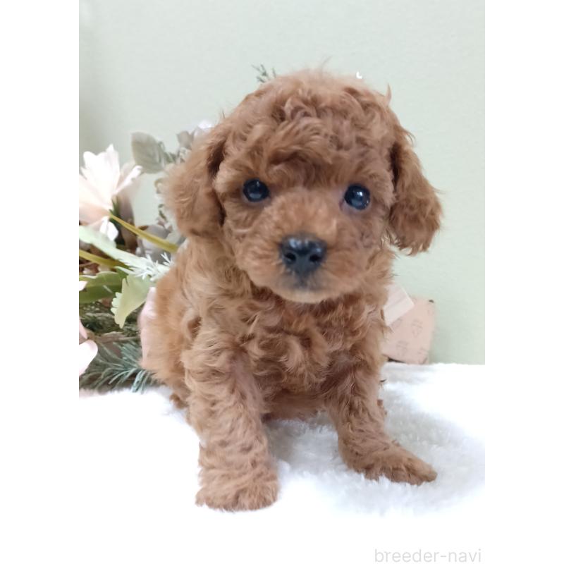 販売中の大阪府のトイプードル-452709の5枚目