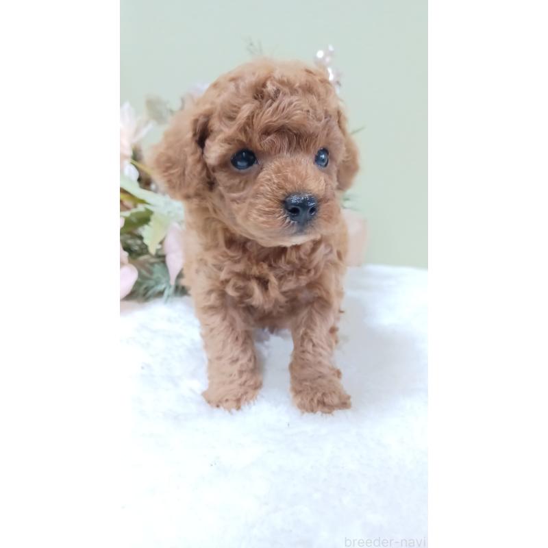 販売中の大阪府のトイプードル-452709の4枚目