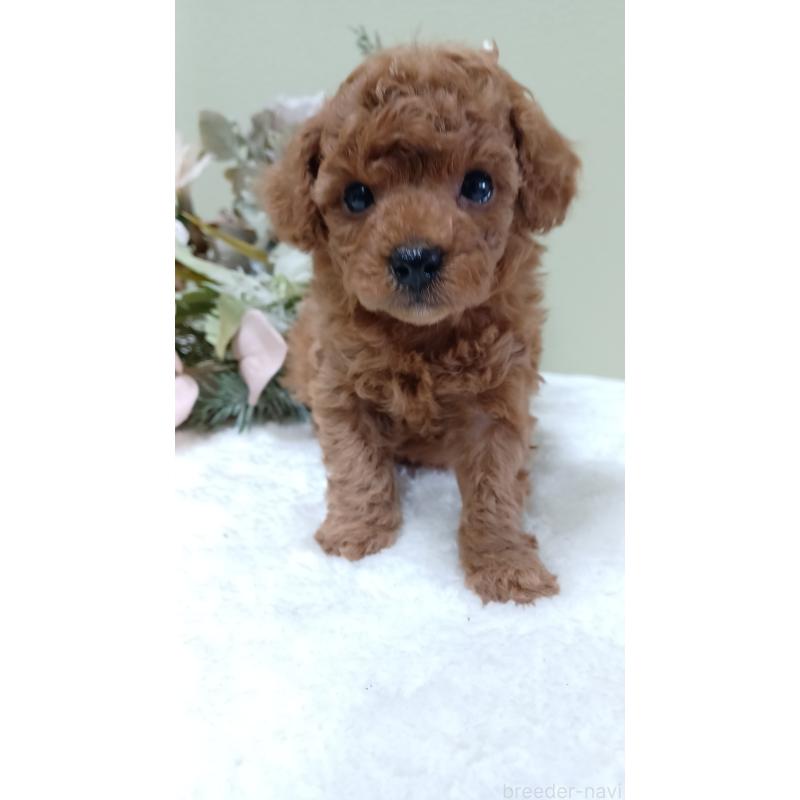 販売中の大阪府のトイプードル-452709の3枚目