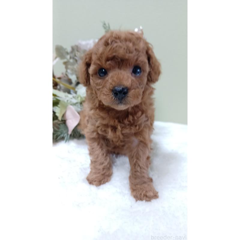 販売中の大阪府のトイプードル-452709の2枚目