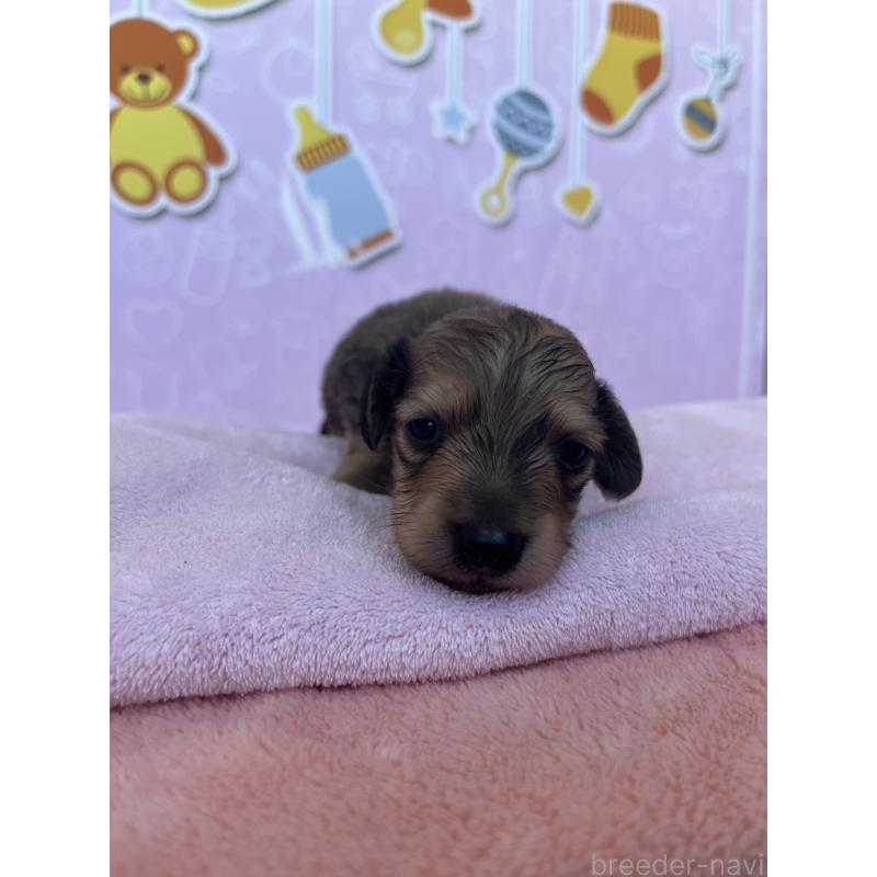 販売中の東京都のミニチュアダックスフンド(ロングヘアード)-452715の7枚目