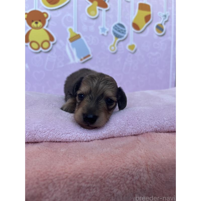 販売中の東京都のミニチュアダックスフンド(ロングヘアード)-452715の6枚目