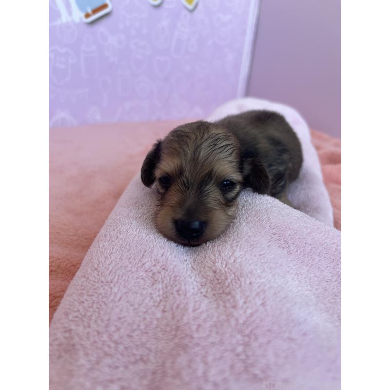 販売中の東京都のミニチュアダックスフンド(ロングヘアード)-452715の5枚目