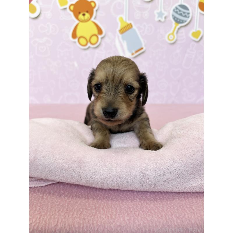 販売中の東京都のミニチュアダックスフンド(ロングヘアード)-452715の4枚目