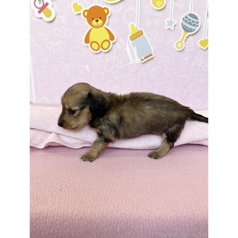 販売中の東京都のミニチュアダックスフンド(ロングヘアード)-452715の3枚目