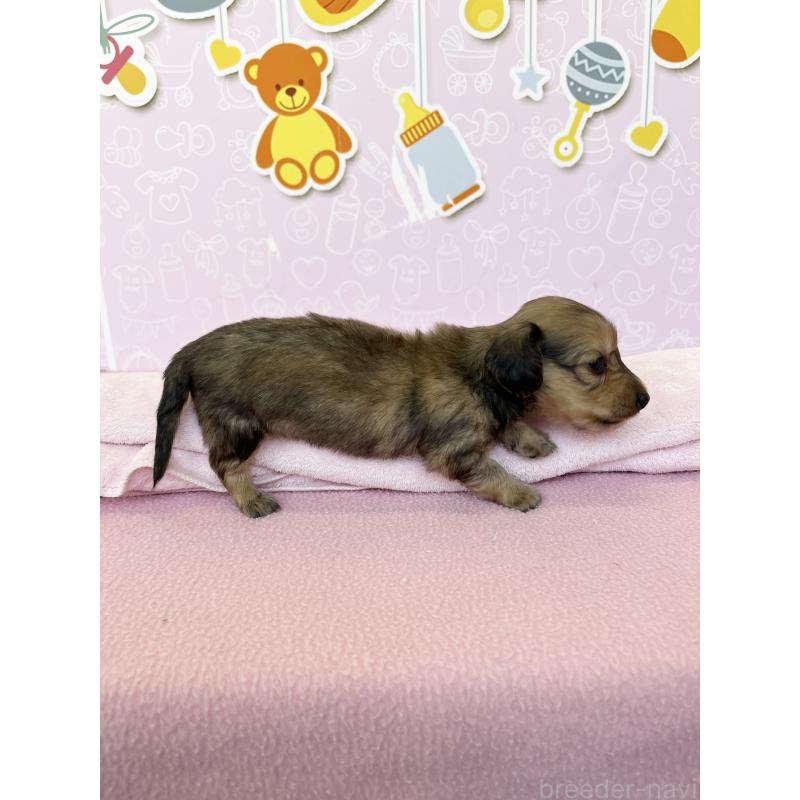 販売中の東京都のミニチュアダックスフンド(ロングヘアード)-452715の2枚目