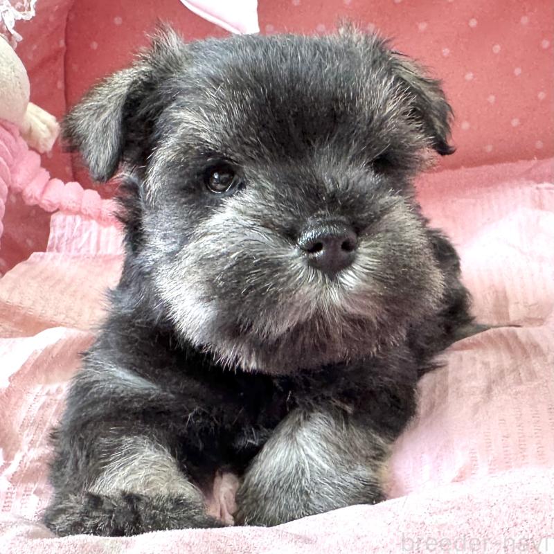 販売中の大阪府のミニチュアシュナウザー-452708の9枚目