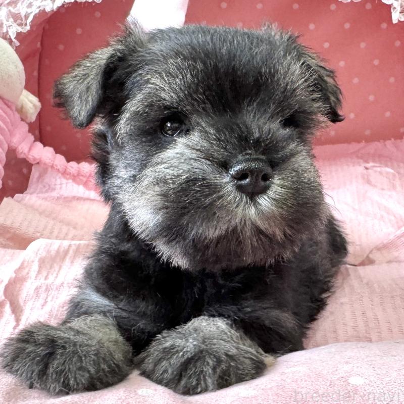 販売中の大阪府のミニチュアシュナウザー-452708の8枚目