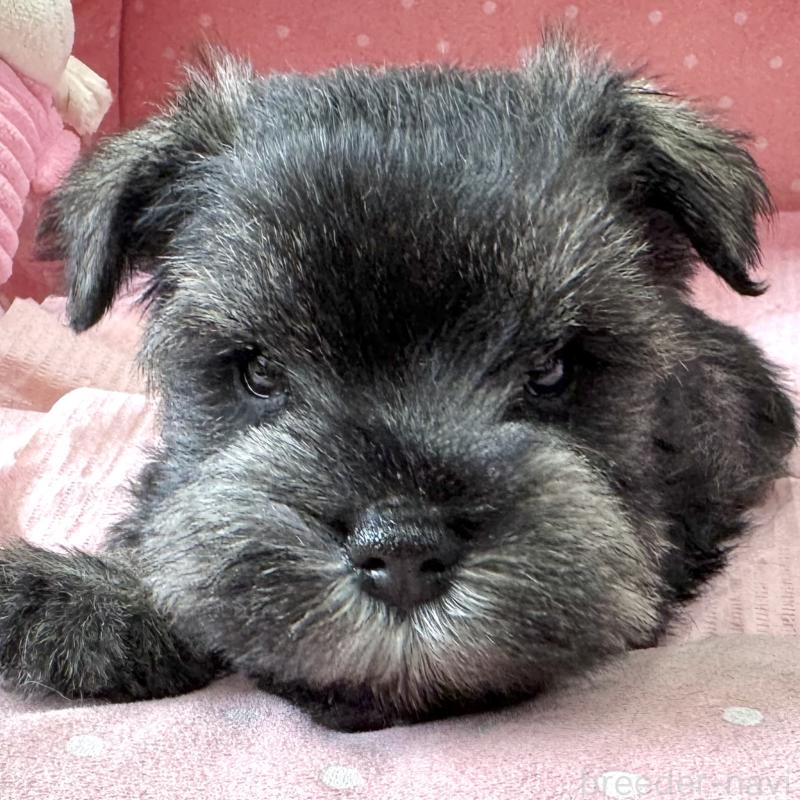 販売中の大阪府のミニチュアシュナウザー-452708の7枚目