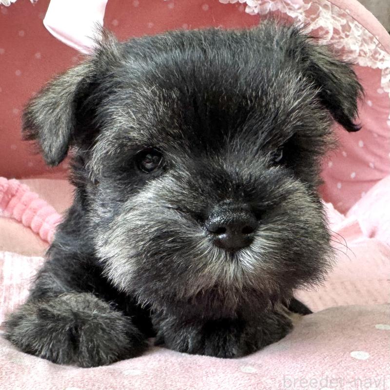 販売中の大阪府のミニチュアシュナウザー-452708の6枚目