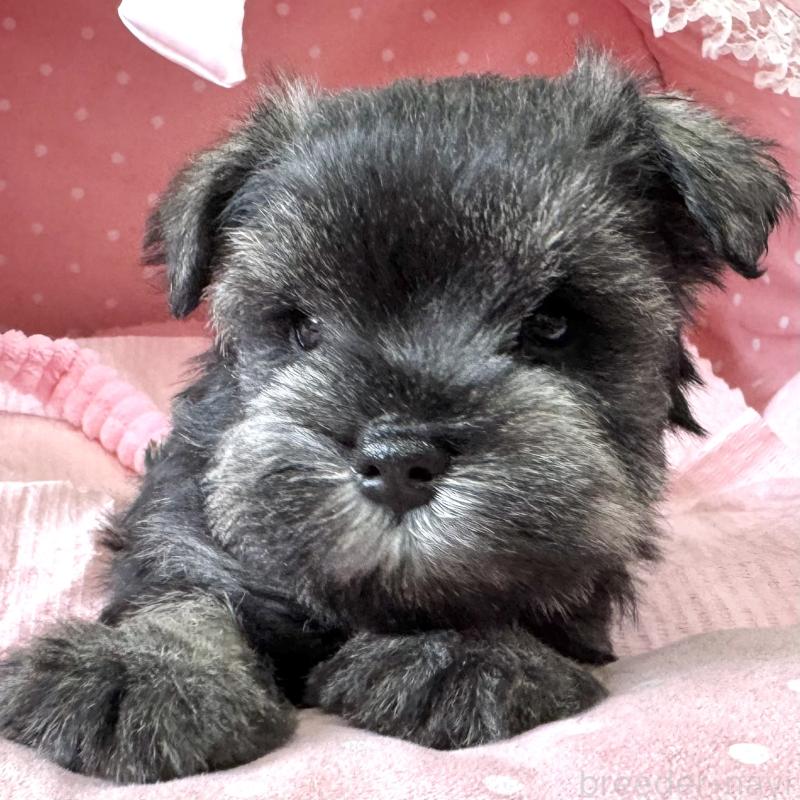 販売中の大阪府のミニチュアシュナウザー-452708の5枚目