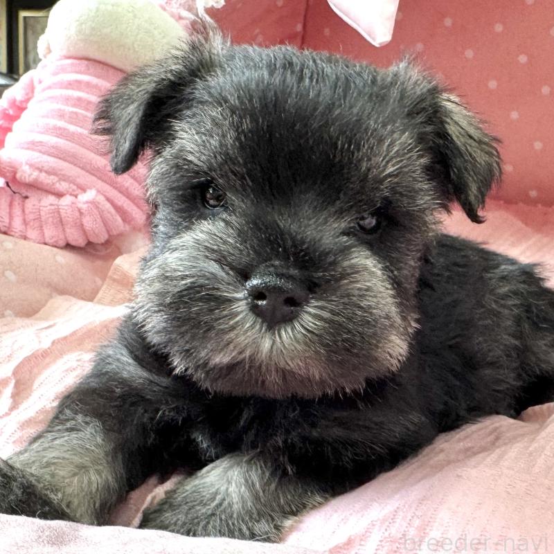 販売中の大阪府のミニチュアシュナウザー-452708の4枚目