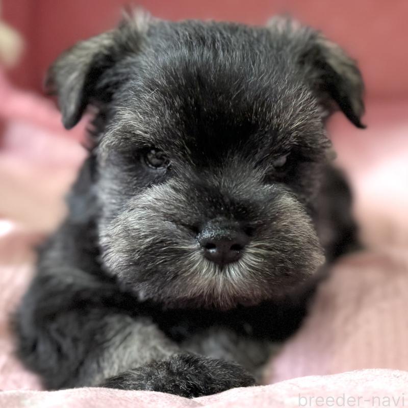 販売中の大阪府のミニチュアシュナウザー-452708の3枚目