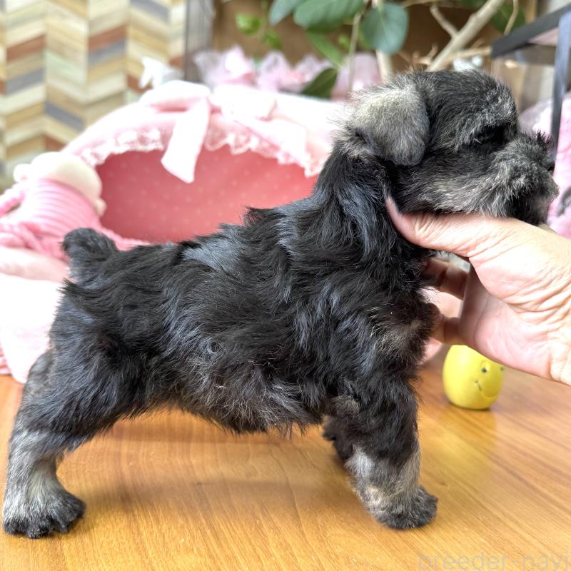 販売中の大阪府のミニチュアシュナウザー-452708の2枚目