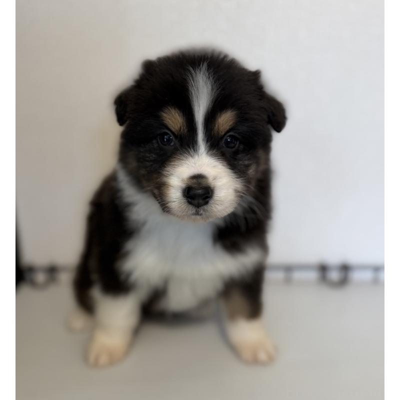 販売中の山梨県のオーストラリアンシェパード-444634の3枚目